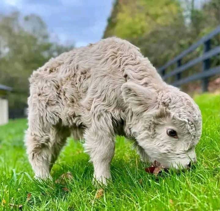 Flashy Female Highland Calf