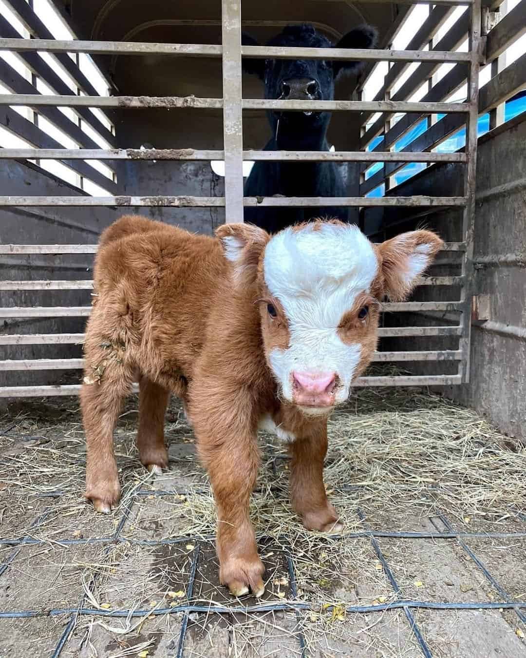 Mini Highland Calf For Sale - Daisy