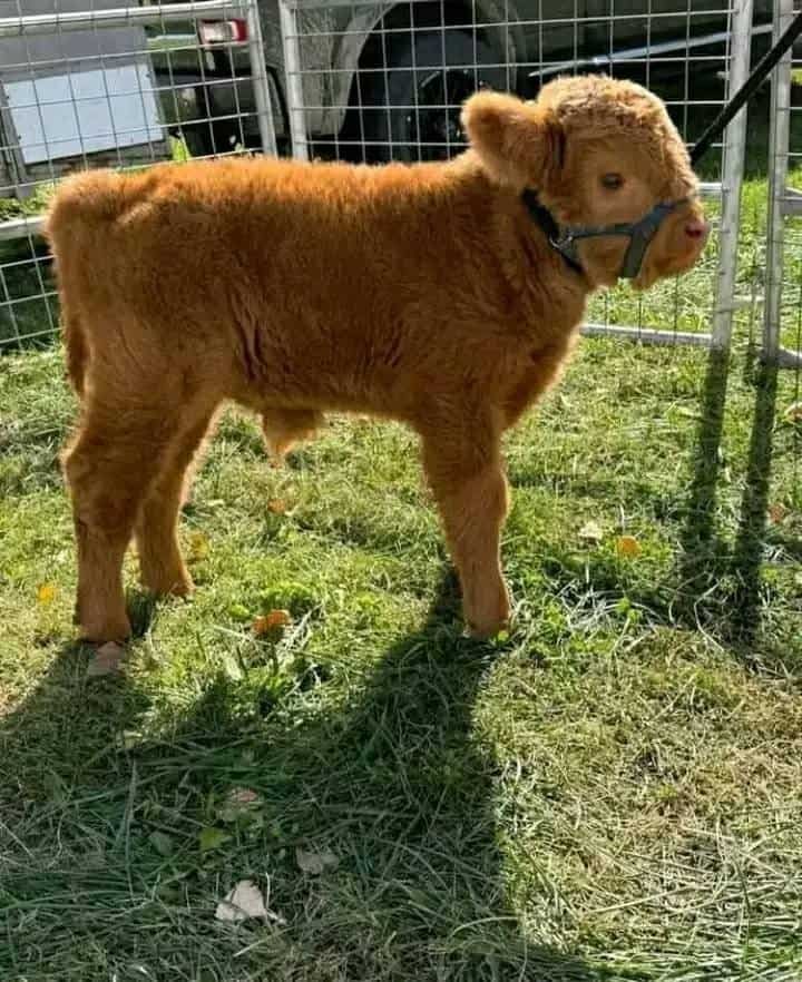 Mini Highland Calf For Sale - Bruno