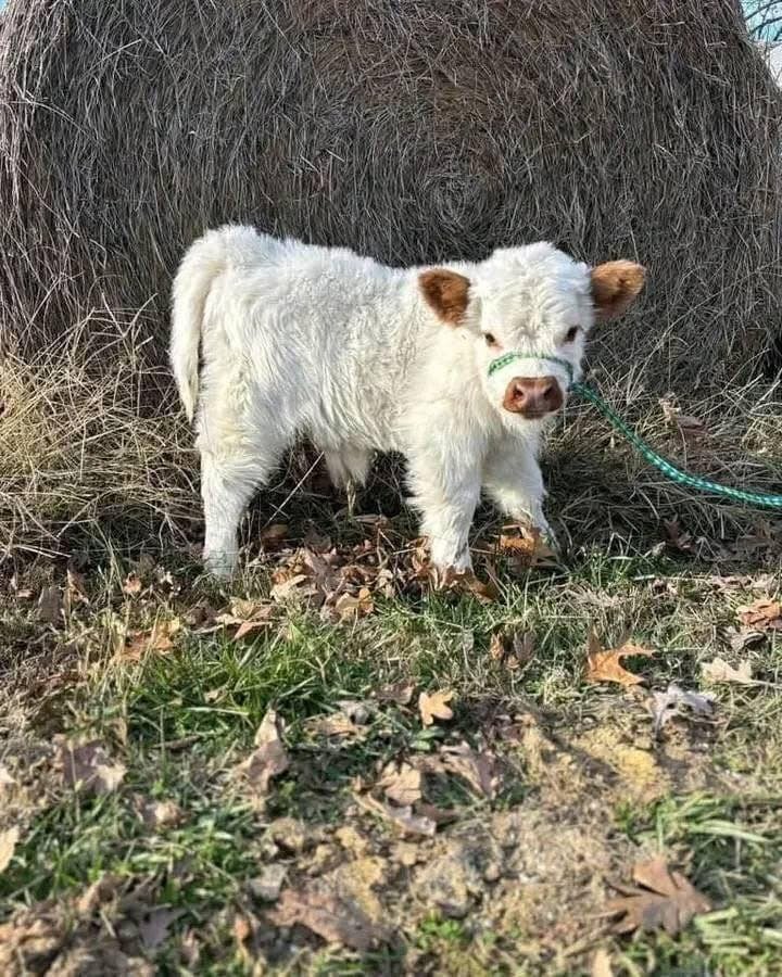 Mini Highland Calf For Sale - Teddy