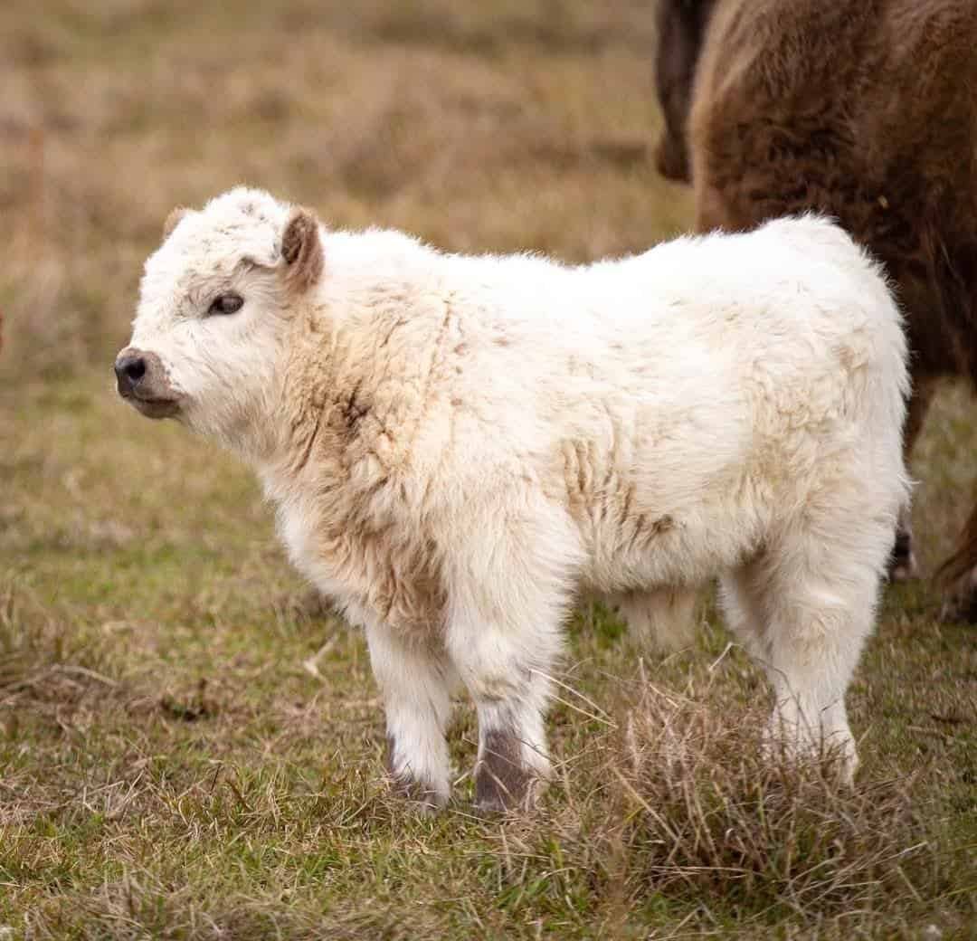 Male Highland Calf