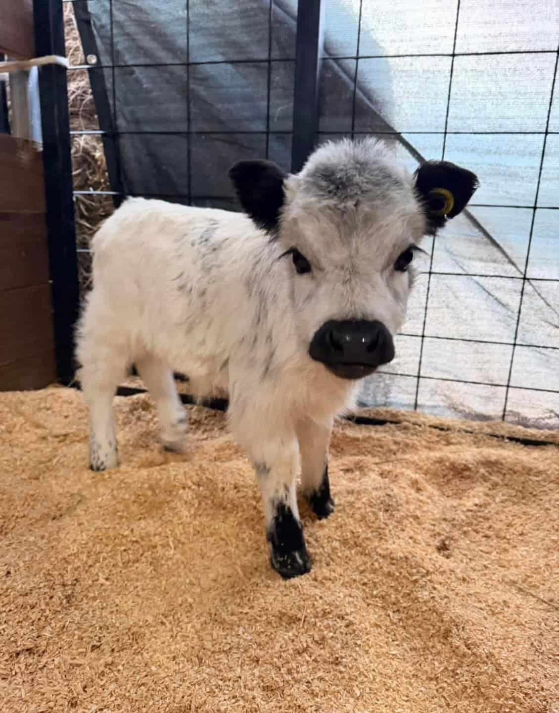 Micro Male Highland Calf