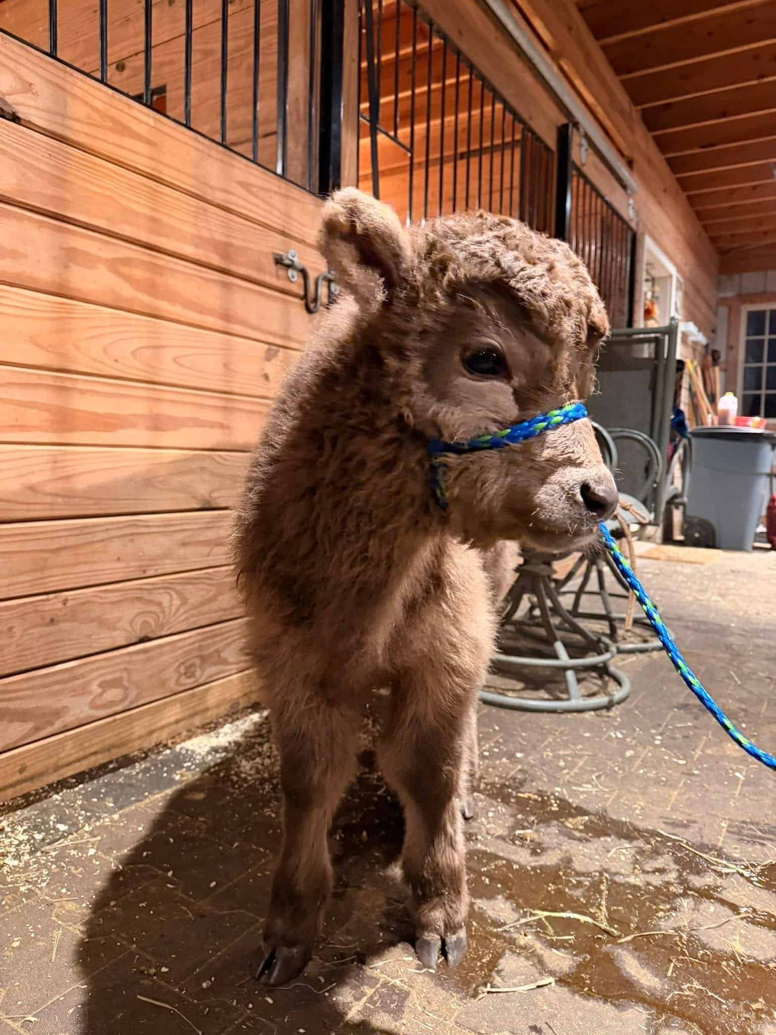 Mini Male Highland Calf