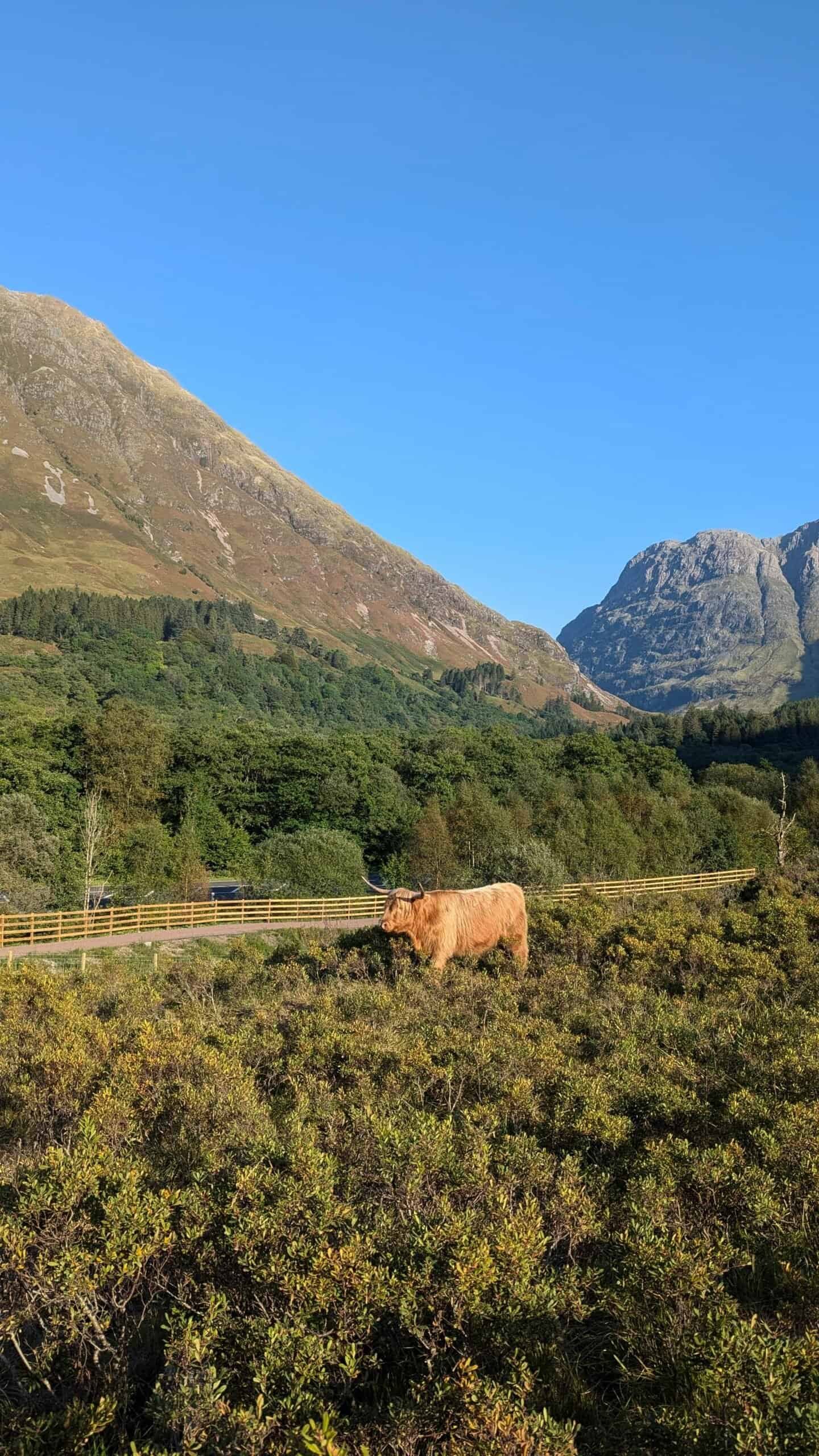 Mini Highland Cow For Sale - Healthy Calf Ready for Shipping