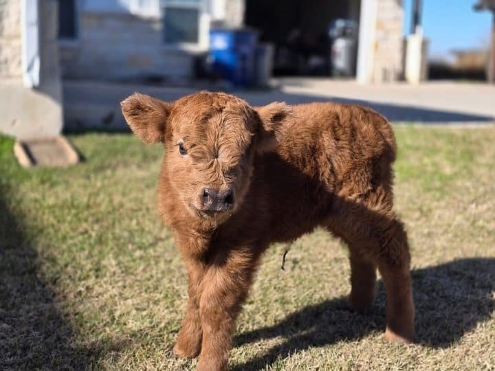 Mini Highland Calf For Sale - Bella