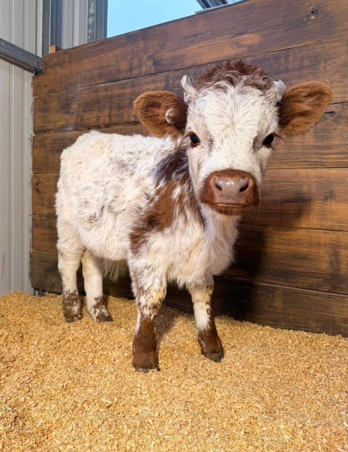 Available Mini Highland Calf For Sale | Starting at $950